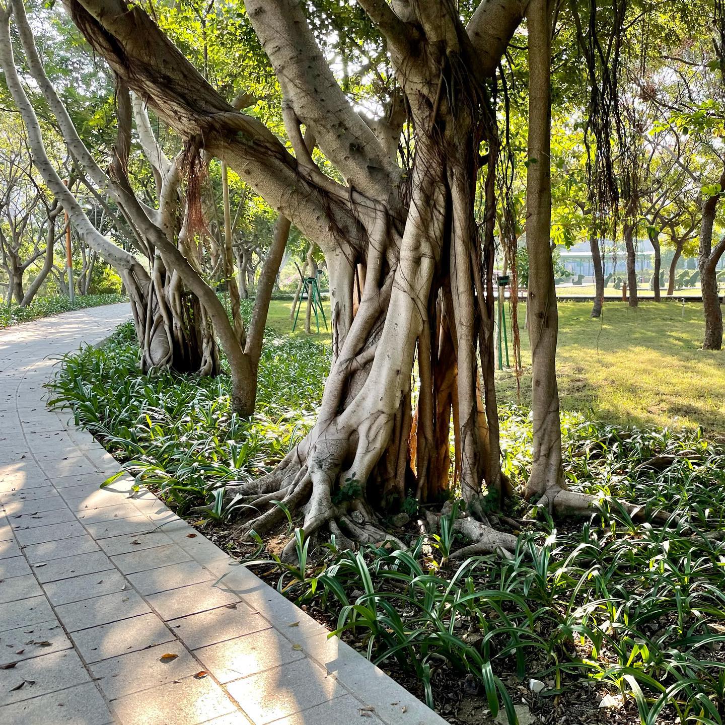 Nice relaxing stroll #wetlandspark #taipa #macau (6)