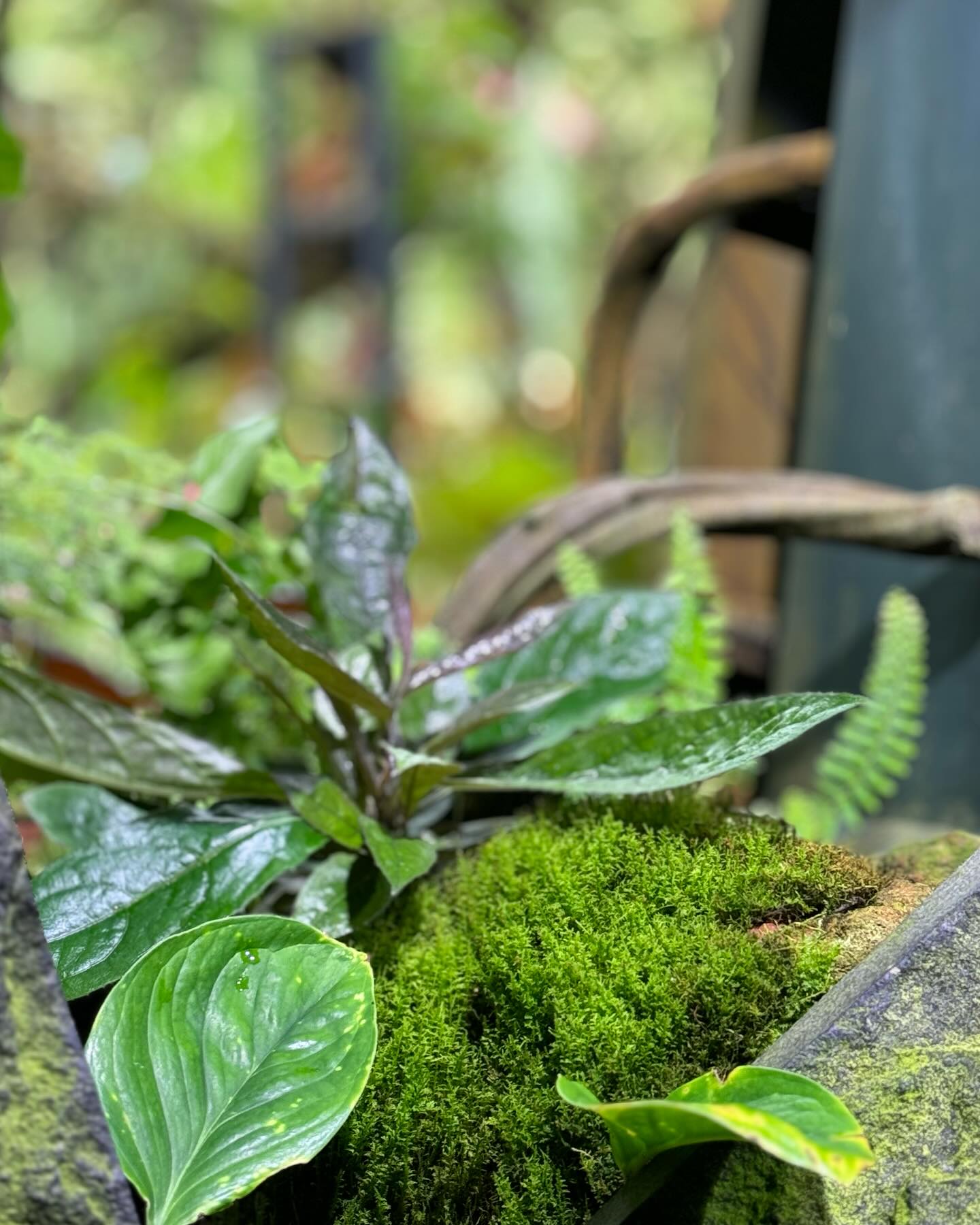 #GardensByTheBay #CloudForest Part 2 (8)