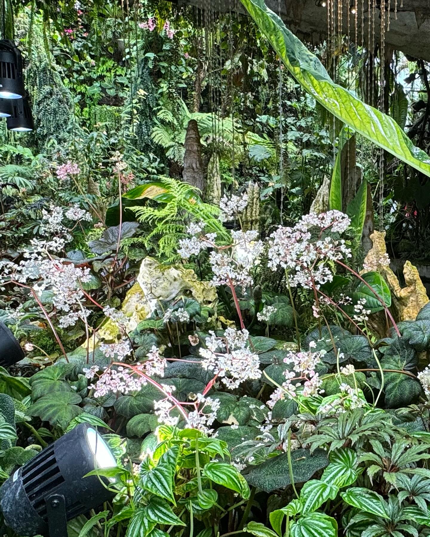 #GardensByTheBay #CloudForest Part 2 (9)