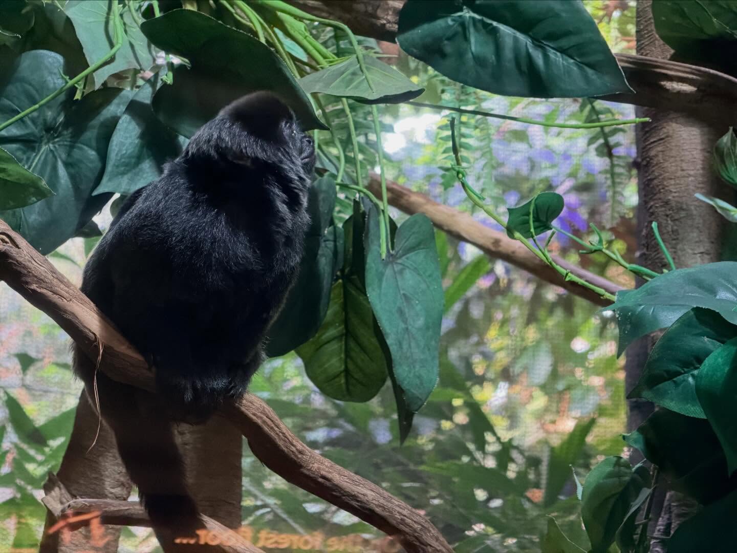 Spent several hours at the #VancouverAquarium. Learnt a lot, especially how to preserve… (13)