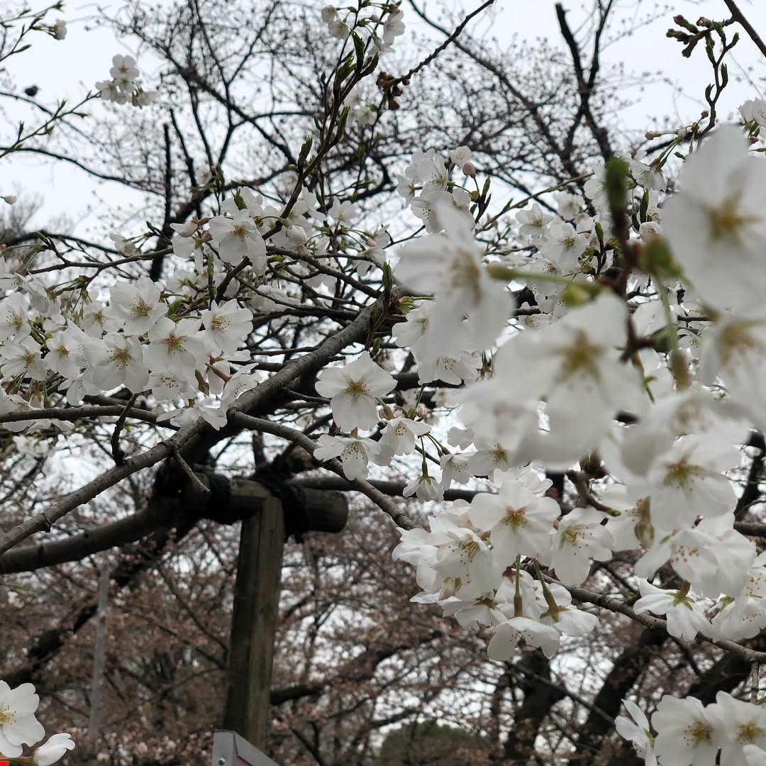 Cherry Blossoms in Tokyo (3)