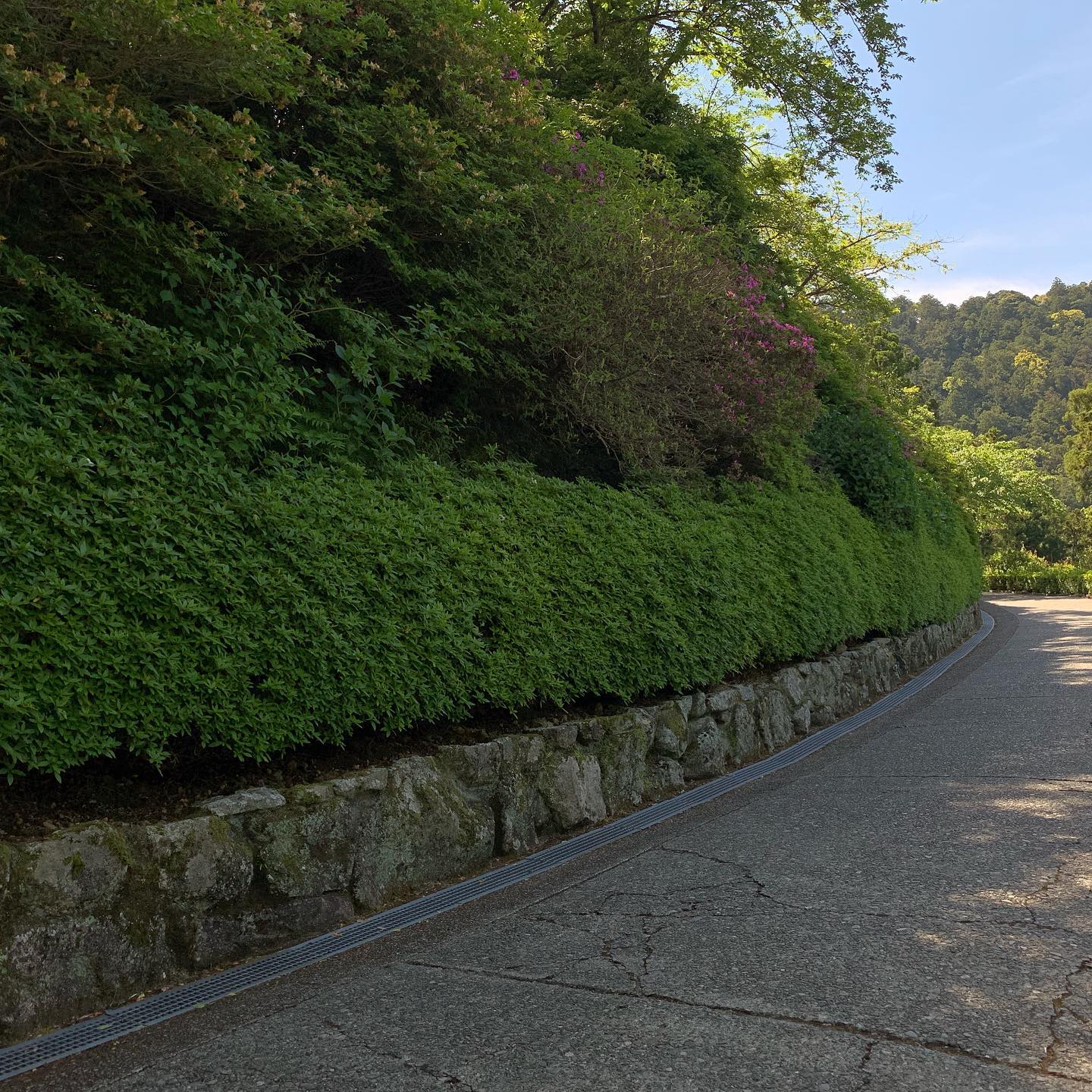 #Wakayama #kumanokodo #kumanonachi #nachifalls (5)