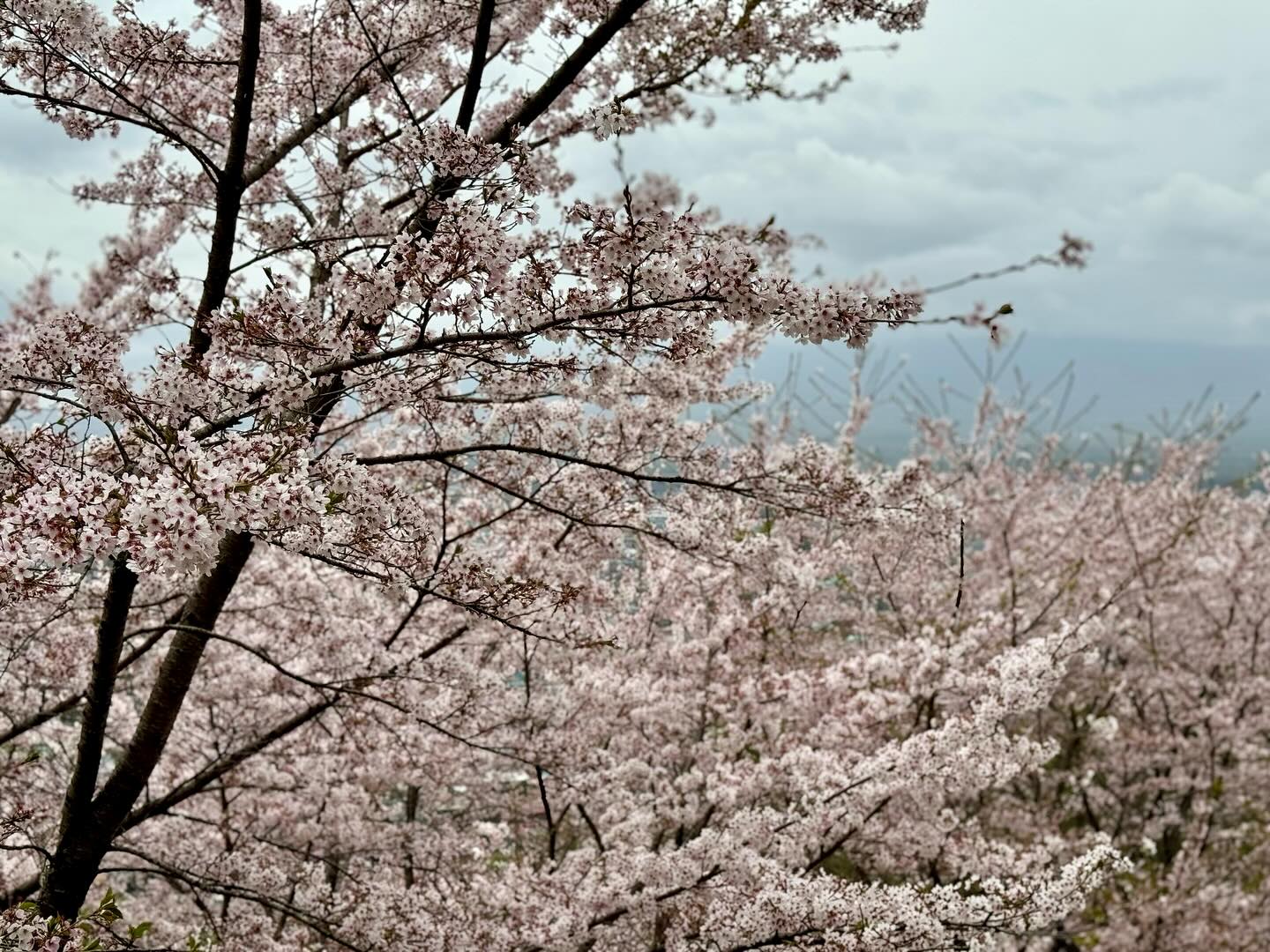 Made a special trip to #MtFuji but it was covered with clouds. Got to see seas of… (6)