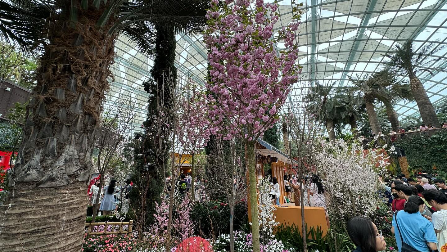 #GardensByTheBay #FlowerDome Part 4. Anticipates I will miss the #cherryblossom in Tokyo… (2)