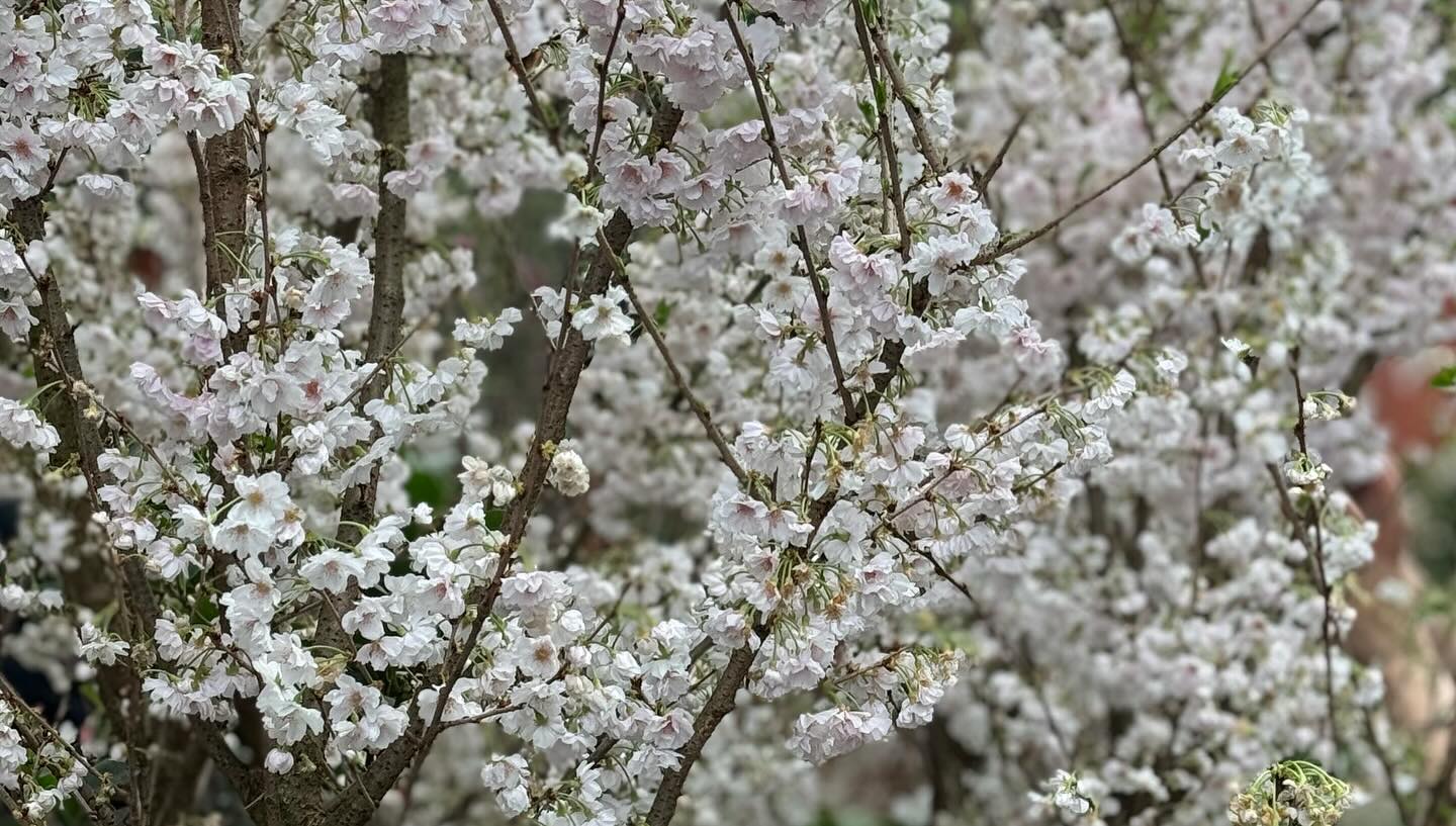 #GardensByTheBay #FlowerDome Part 4. Anticipates I will miss the #cherryblossom in Tokyo… (4)