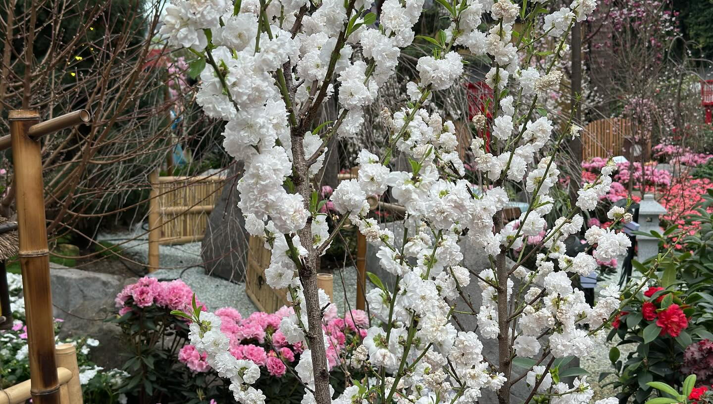 #GardensByTheBay #FlowerDome Part 4. Anticipates I will miss the #cherryblossom in Tokyo… (5)