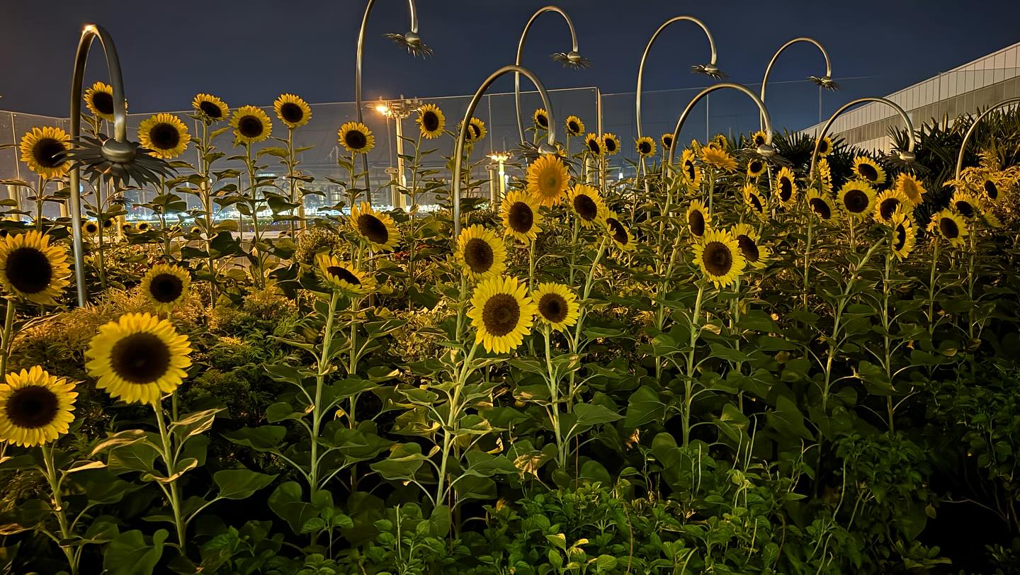 This #ChangiAirport continues to impress. This is their #SunFlowerGarden #90precentDark… (3)