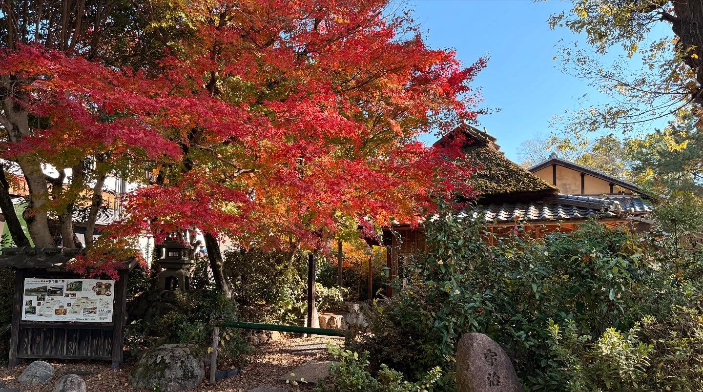 Walk about in #uji home of #matcha #kyoto #japan (6)
