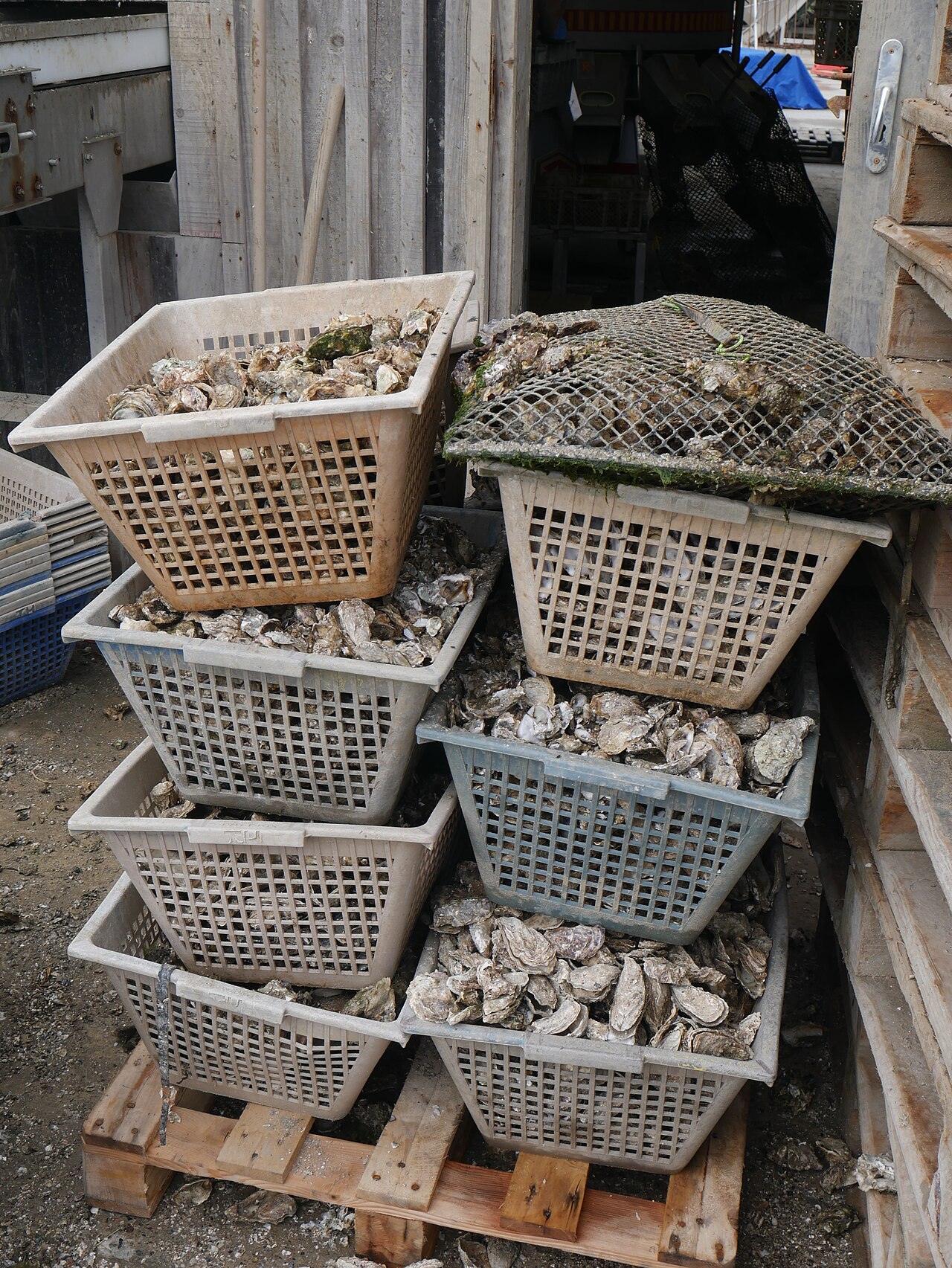 Stacked oyster farm boxes from Cap Ferret